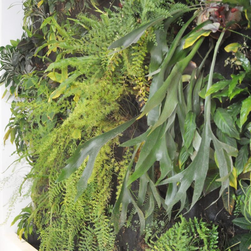 FIT LAB VERTICALGARDEN 3_VERTICALE